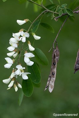 Flowers and seedpods